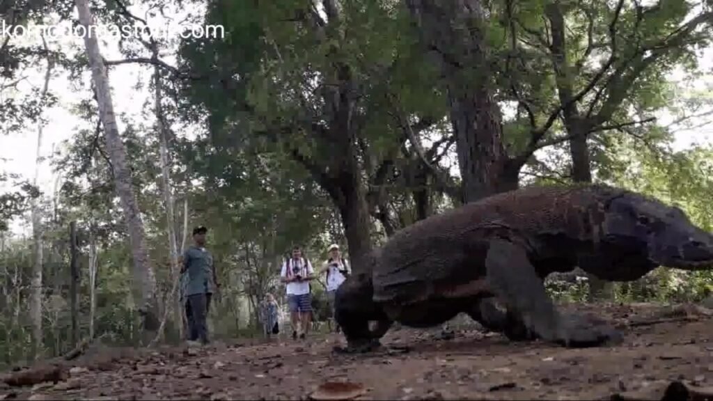 komodo dragon day trip