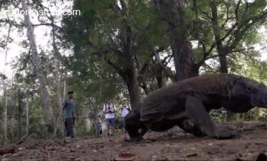 komodo dragon day trip