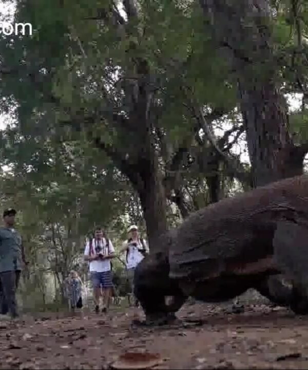 komodo dragon day trip