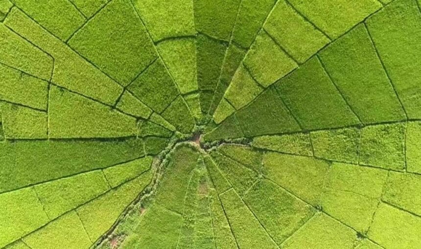 Cara Village, Flores – Spider Web Rice Fields & Cultural Wonders