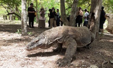 komodo dragon tour 3d2n